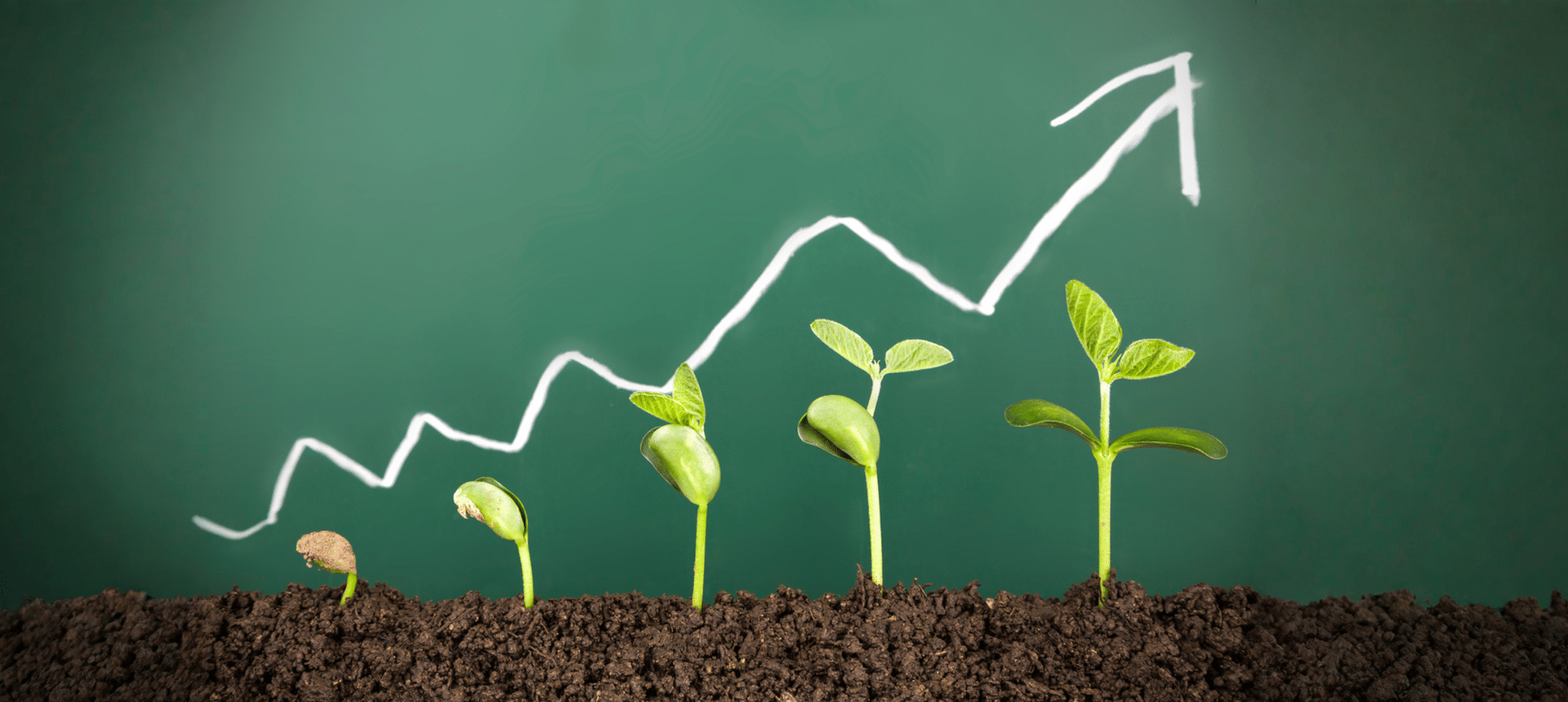 Going organic: how accounting companies can grow with their own requirements